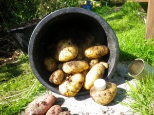 Oogst aardappeltoren gewone soort