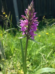 Orchidee in de tuin van Ger Rongen (Nr. 243)